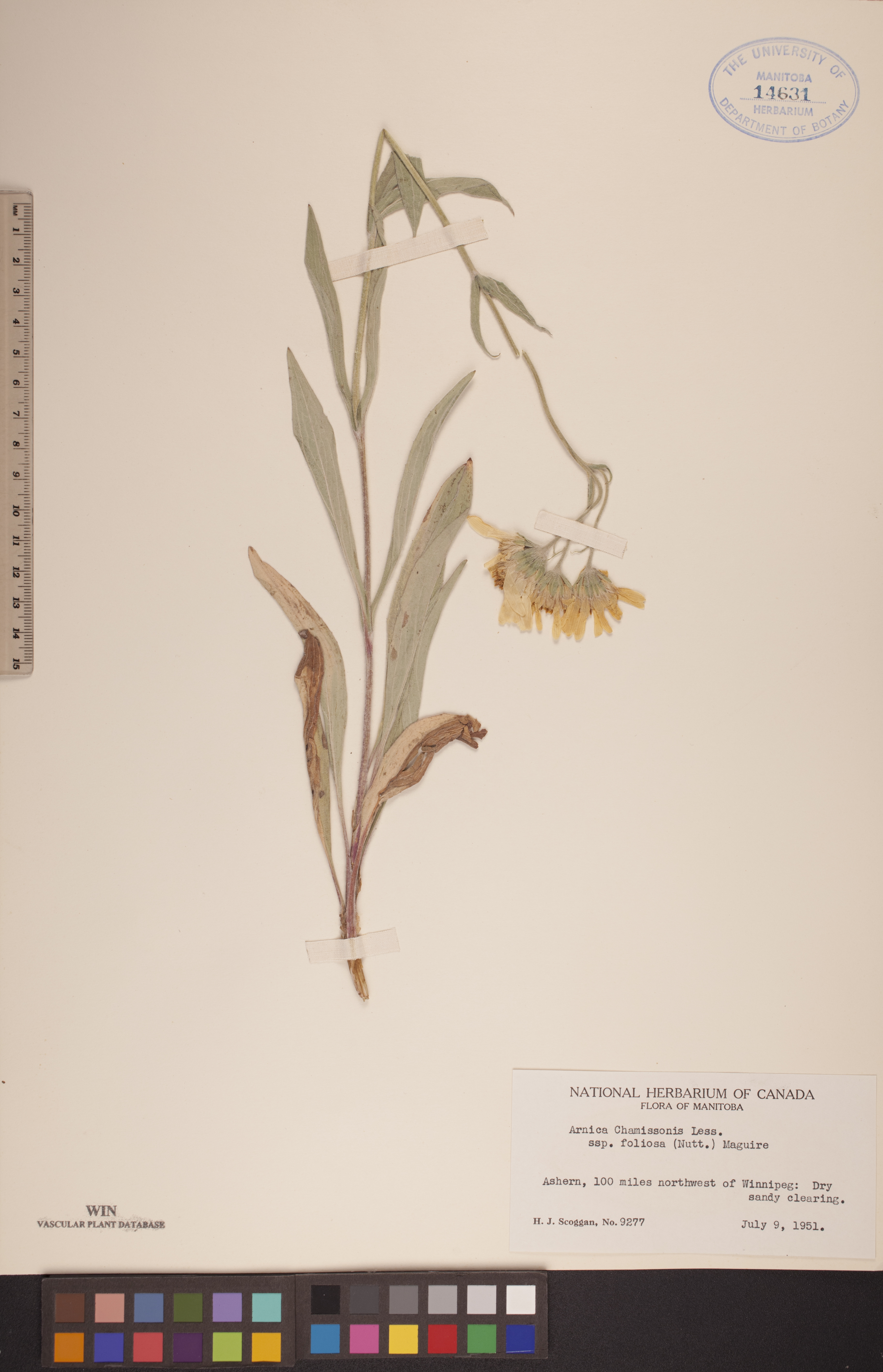 Arnica chamissonis subsp. foliosa image